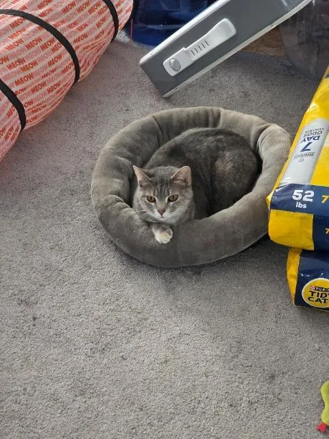 Cheerleader thumbnail 2