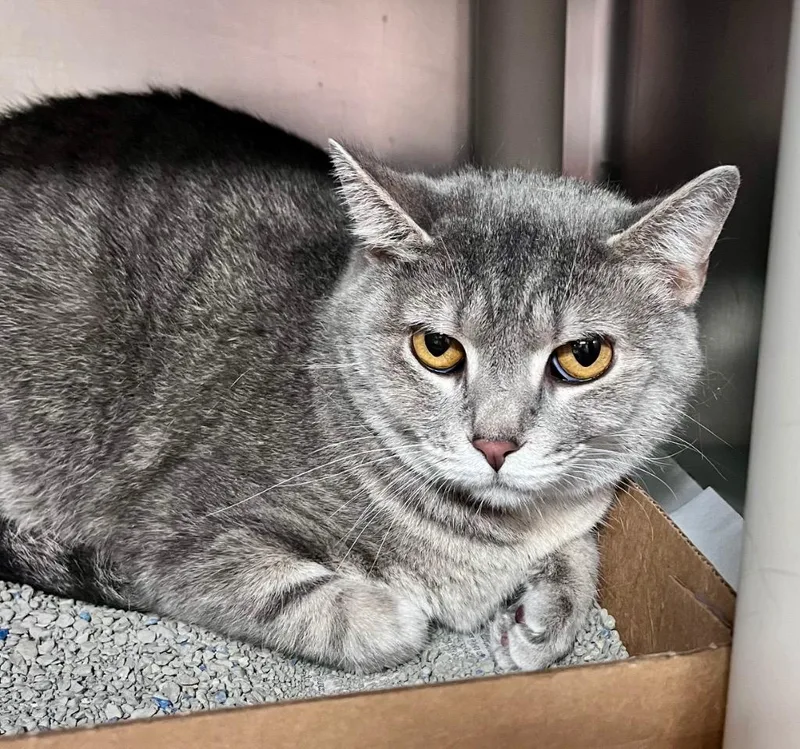 Cheerleader thumbnail 3