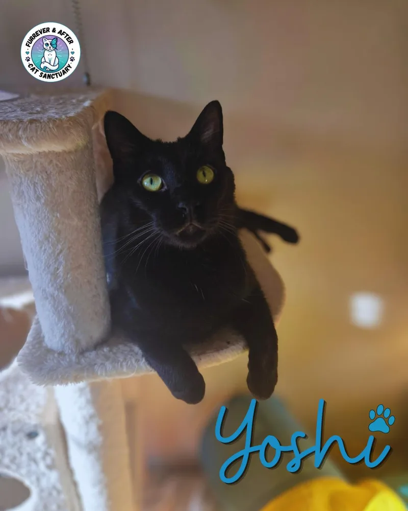 An adult medium-sized male Black Domestic Short Hair cat named Yoshi for adoption in Austintown, OH