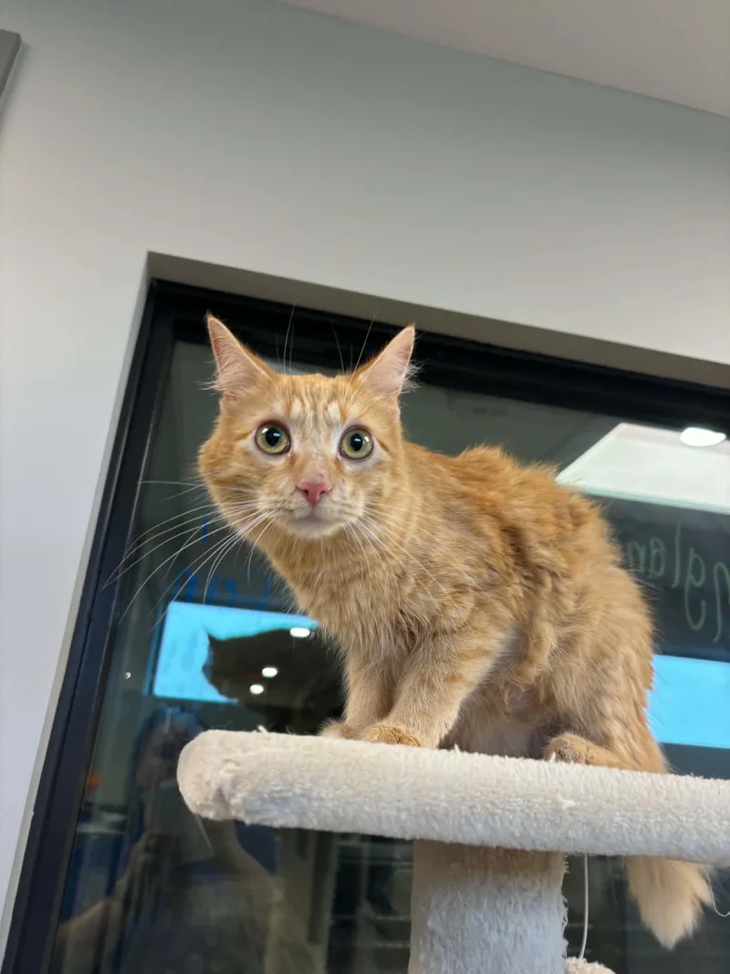 A young medium-sized female Orange / Red Domestic Medium Hair cat named France for adoption in Liberty, MO