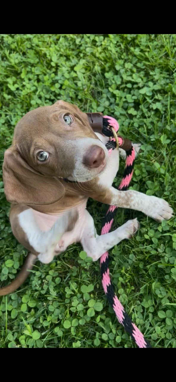A baby small-sized female Dachshund dog named Amelia for adoption in Mechanicsburg, PA