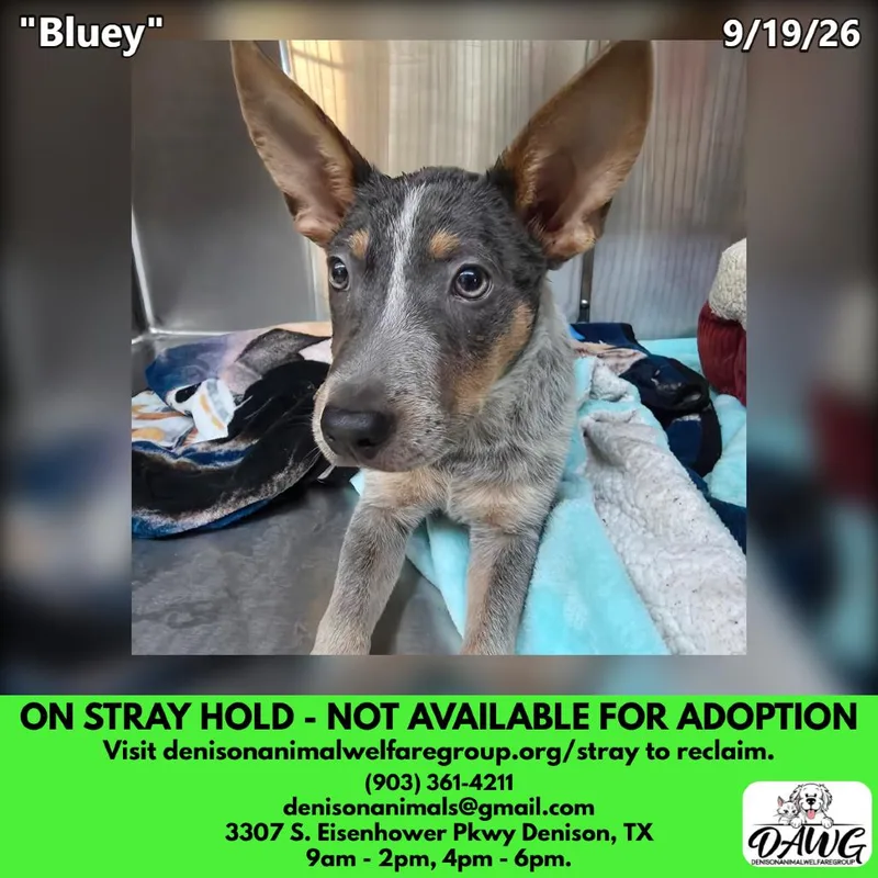 A baby small-sized male Australian Cattle Dog / Blue Heeler dog named Bluey for adoption in Denison, TX