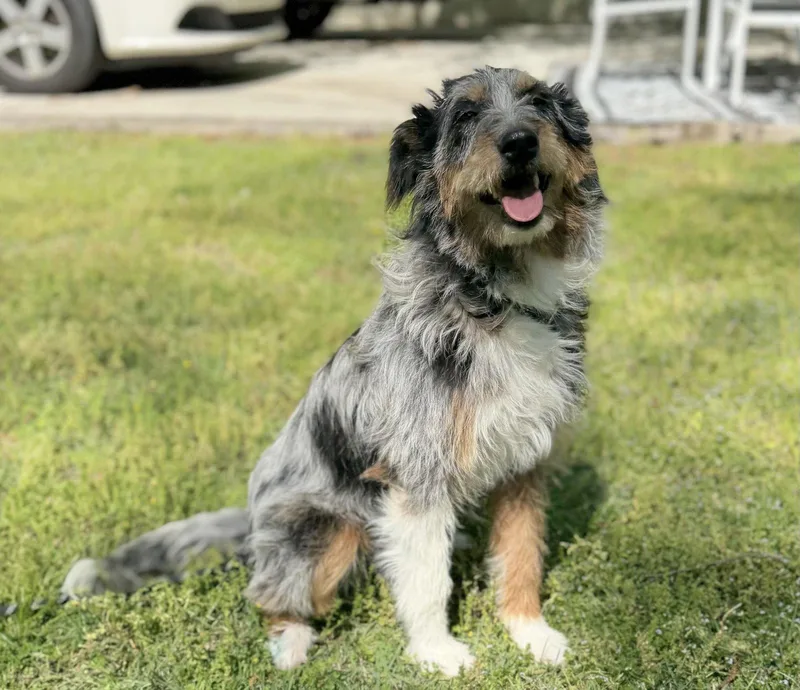 An adult medium-sized female Schnauzer dog named Ollie for adoption in Locust Fork, AL