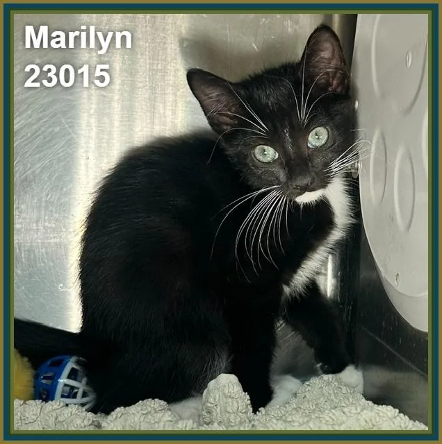 A baby medium-sized female Black & White / Tuxedo Domestic Short Hair cat named Marilyn for adoption in Marietta, GA