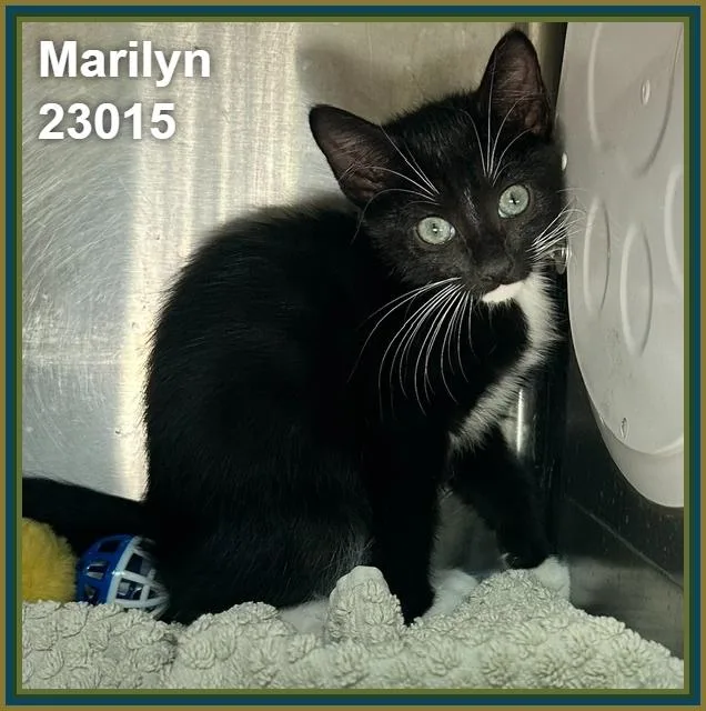 Marilyn thumbnail 2