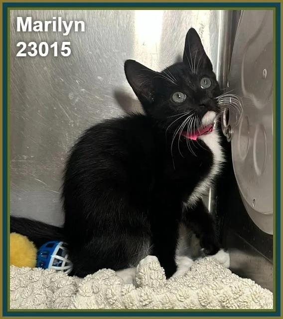 Marilyn thumbnail 3