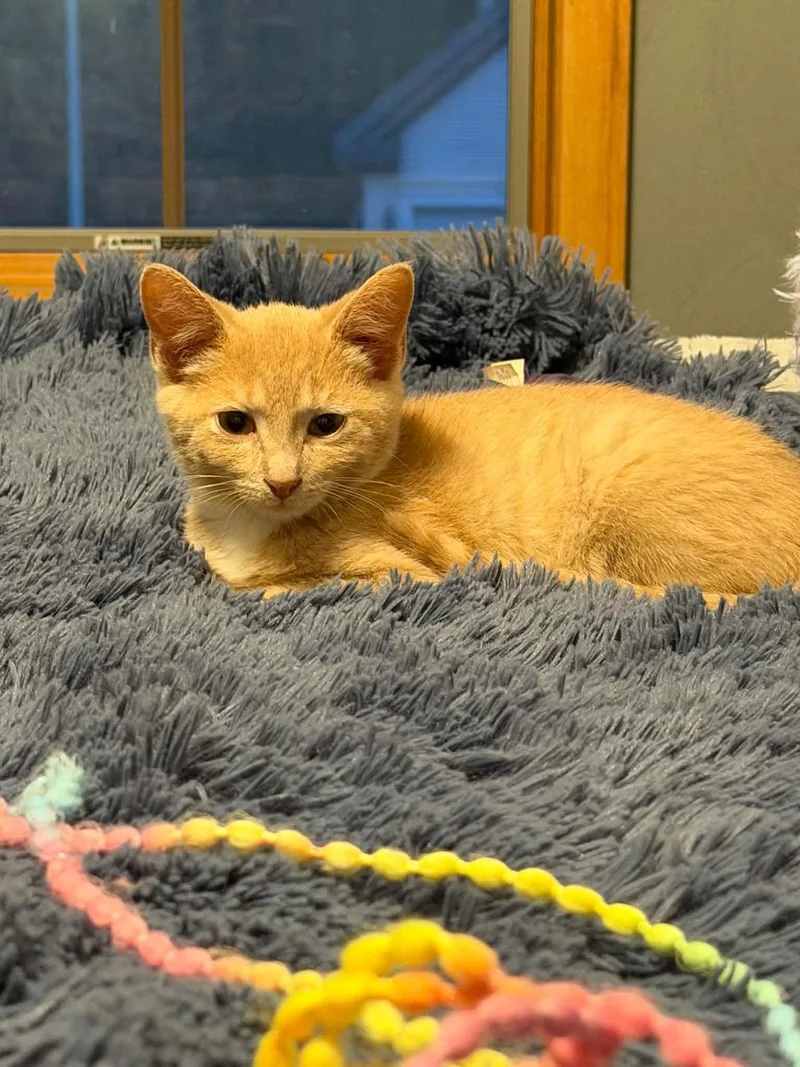 A baby medium-sized male Tabby (Orange / Red) Domestic Short Hair cat named Banana for adoption in Battle Creek, MI