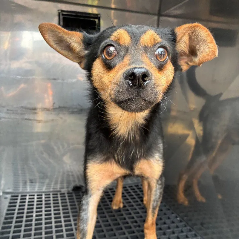 An adult small-sized male Miniature Pinscher dog named Tortilla for adoption in New Castle, DE