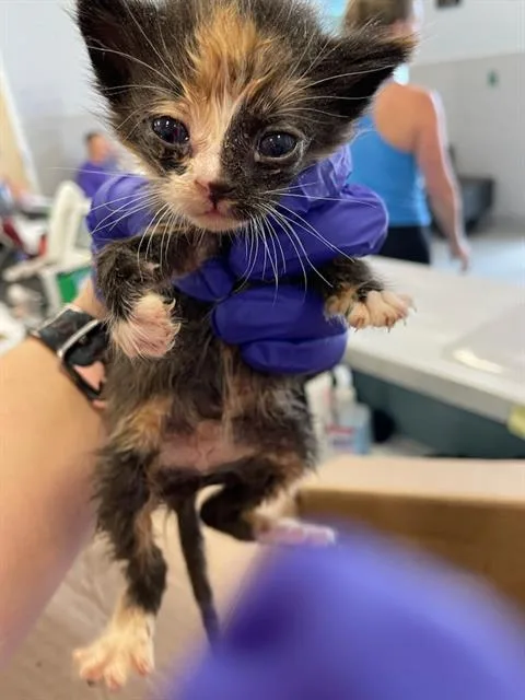 A baby small-sized female Domestic Short Hair cat named Pebbles for adoption in Palmetto, FL
