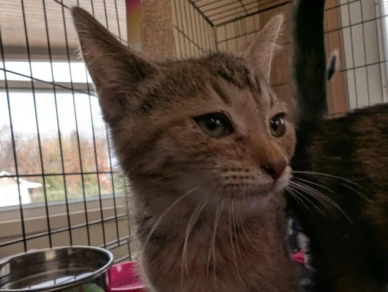 A young medium-sized female Tabby (Buff / Tan / Fawn) Domestic Short Hair cat named Alyssum for adoption in Adrian, MI