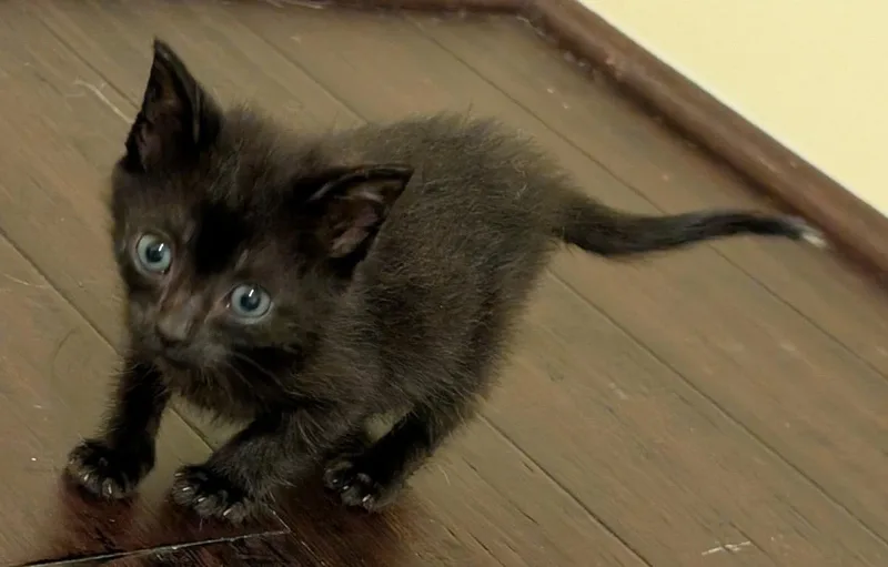 A baby medium-sized male Domestic Short Hair cat named Tarzan for adoption in Buford, GA