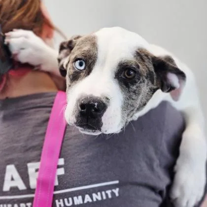 A baby large-sized female Mixed Breed dog named Charlotte Fka Puppy for adoption in West Chester, PA