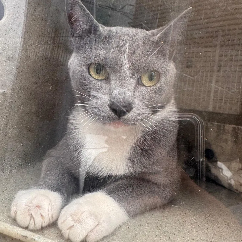 An adult medium-sized female Gray / Blue / Silver Domestic Short Hair cat named Mila for adoption in Philadelphia, PA