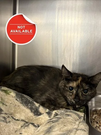 An adult medium-sized female Domestic Long Hair cat named Money for adoption in Lowell, MA