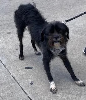 An adult small-sized male Mixed Breed dog named Mochi for adoption in Dallas, TX