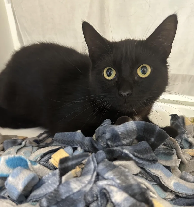 A young small-sized female Black Domestic Short Hair cat named Betsy for adoption in Manassas, VA