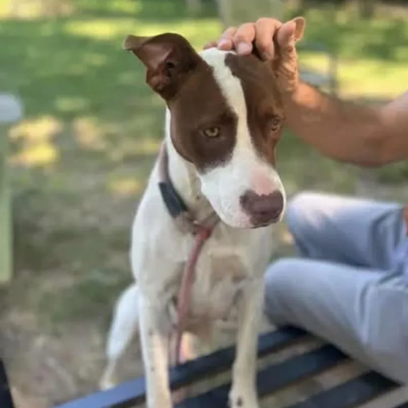 An adult small-sized female Pit Bull Terrier dog named Sis for adoption in Saint John, IN