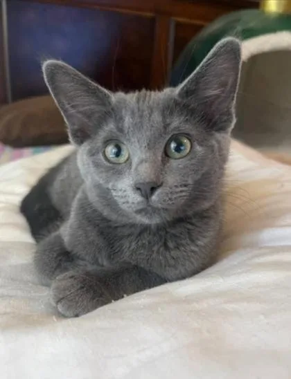 A baby medium-sized female Gray / Blue / Silver Domestic Short Hair cat named Cookie for adoption in Warr Acres, OK