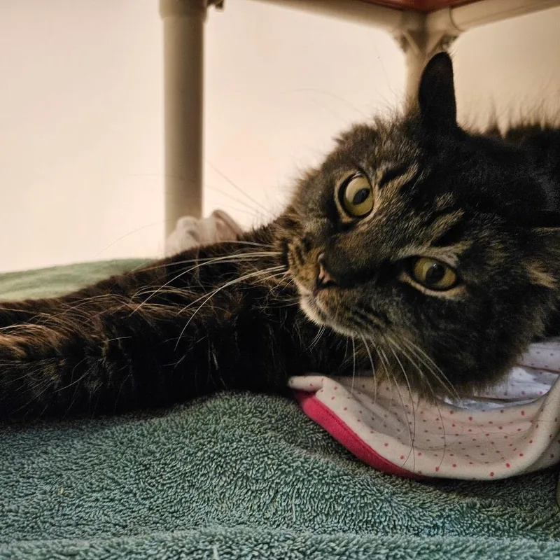 An adult large-sized male Black Domestic Medium Hair cat named Dixon for adoption in Harrisonburg, VA