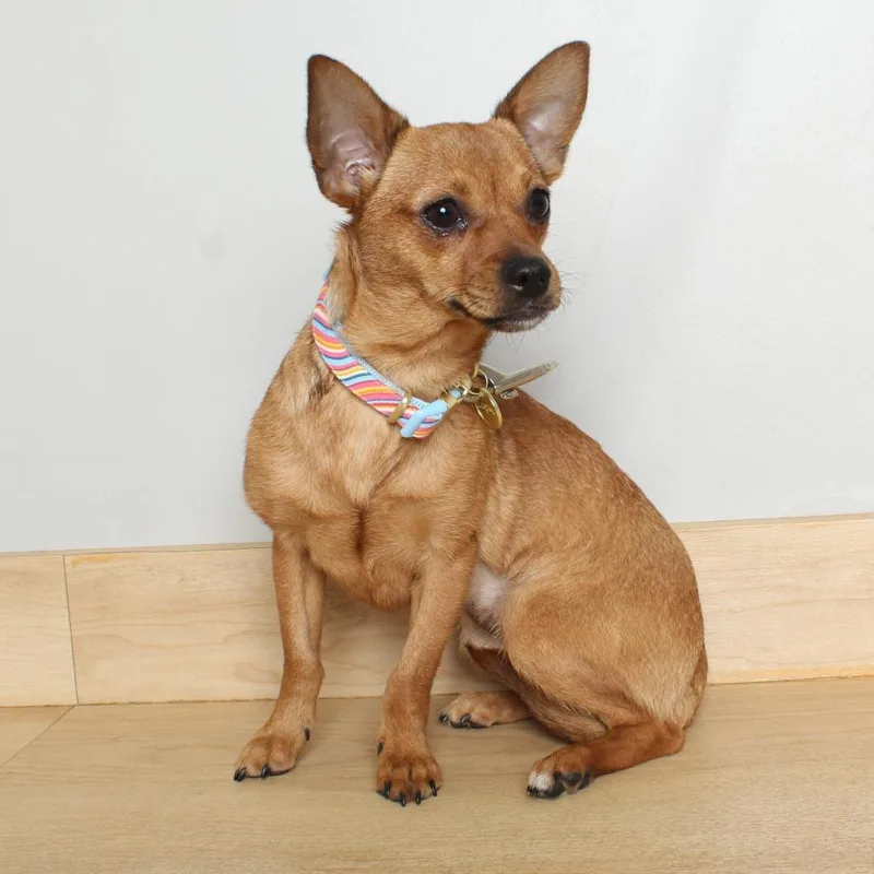 An adult small-sized female Red / Chestnut / Orange Chihuahua dog named Queso D for adoption in Minnetonka, MN