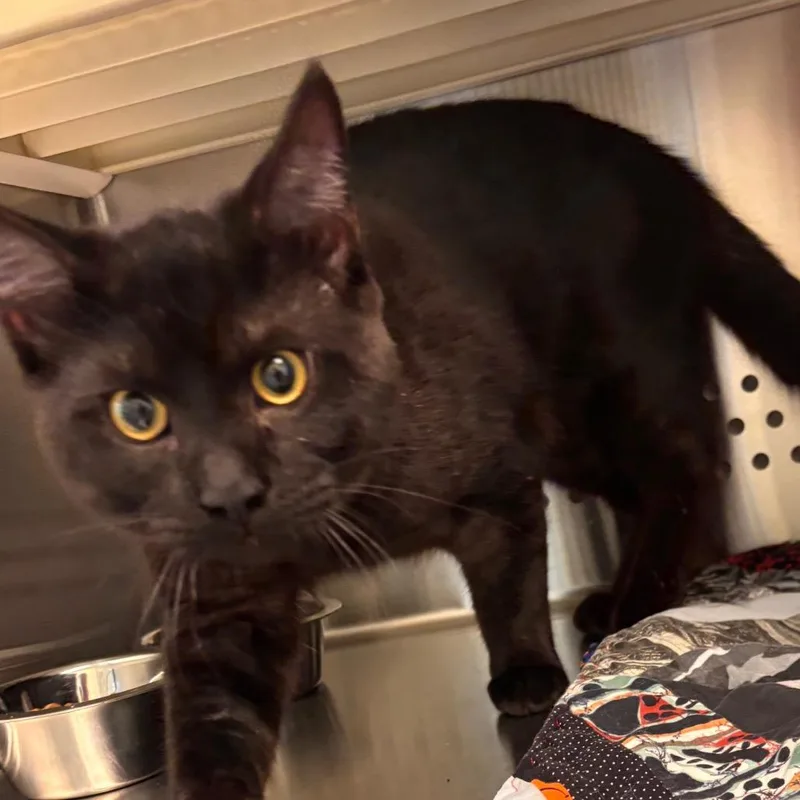An adult medium-sized male Black Domestic Short Hair cat named Jordan Catalano for adoption in Norman, OK