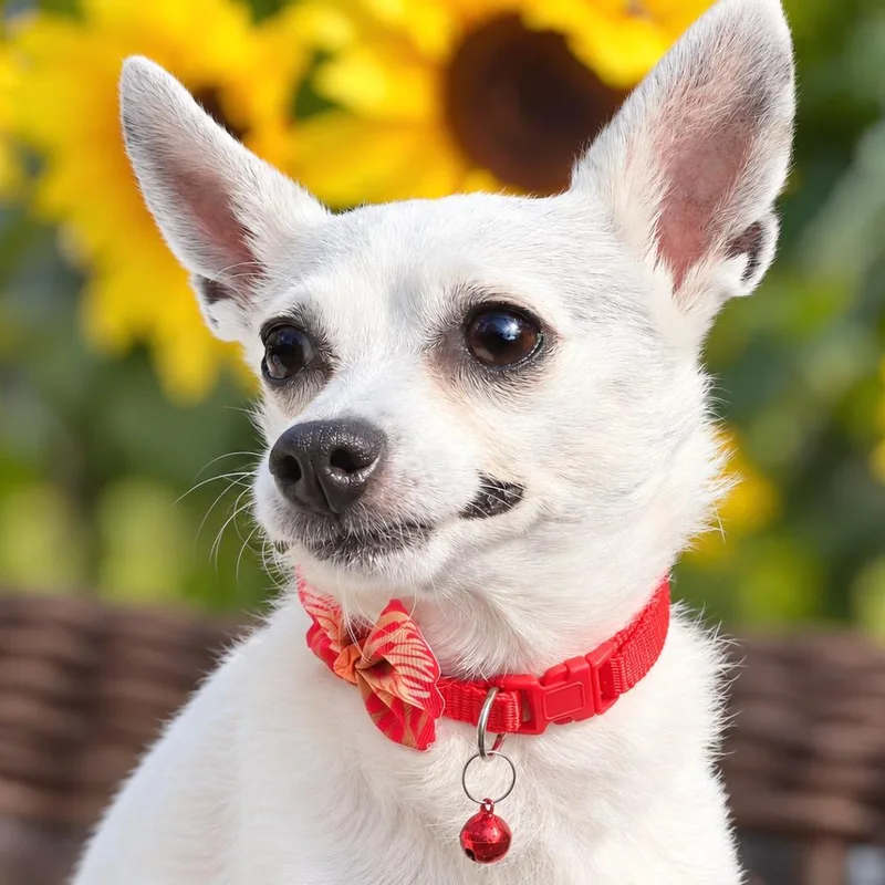 A senior small-sized female White / Cream Chihuahua dog named Sweet Pea for adoption in Boerne, TX