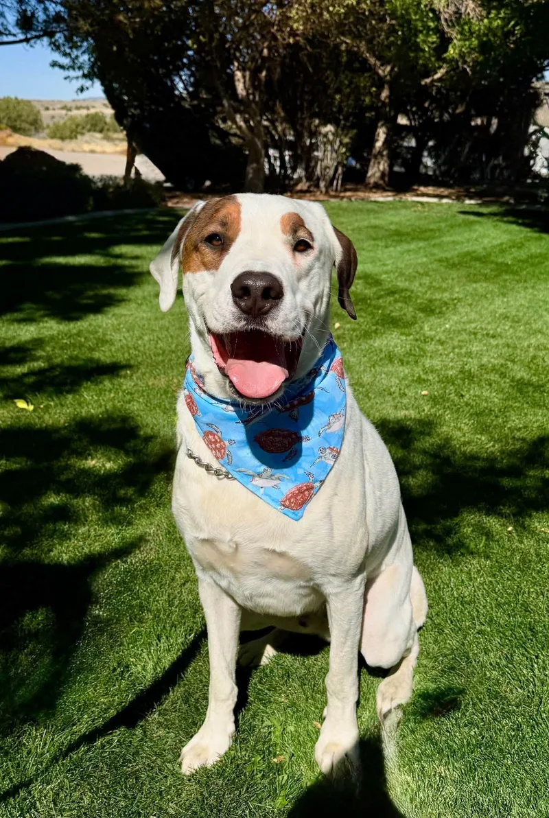 An adult large-sized male White / Cream Pit Bull Terrier dog named Ranger for adoption in Gardnerville, NV