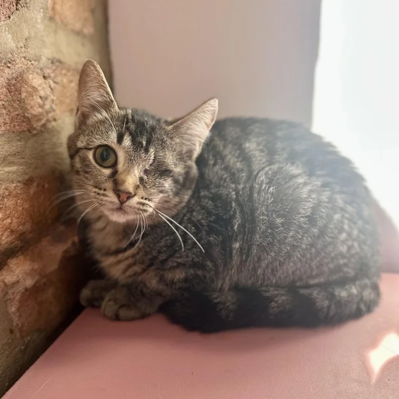 A baby small-sized female Domestic Short Hair cat named Corynn for adoption in Forest Park, IL