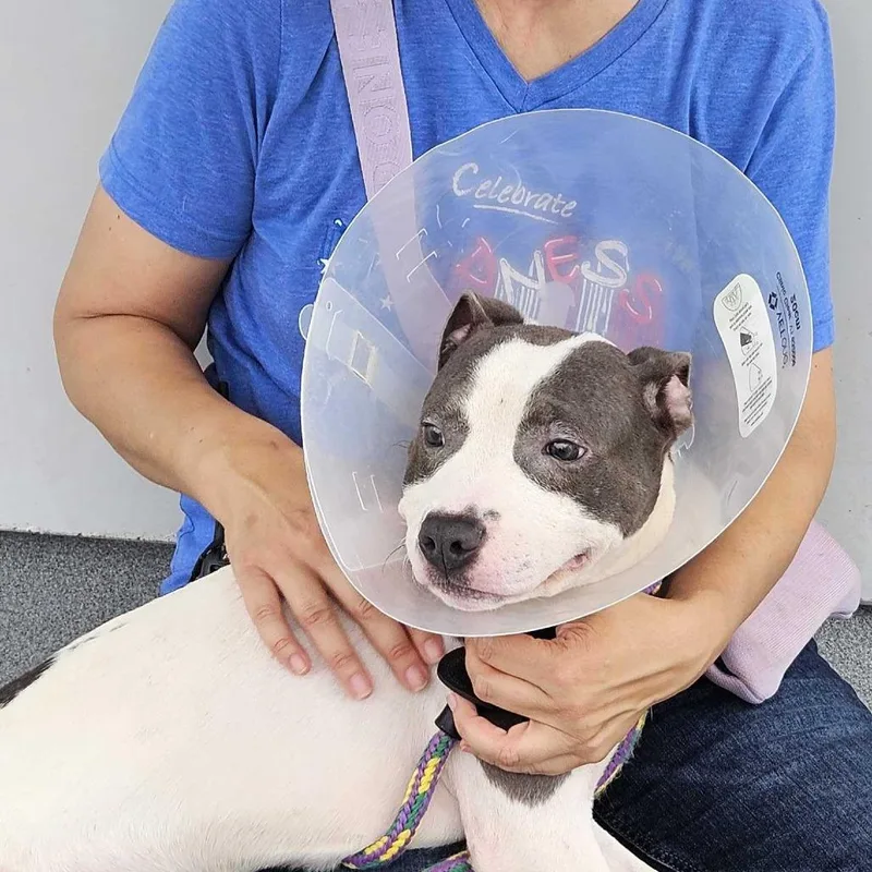A young medium-sized male Mixed Breed dog named Duusu for adoption in Davenport, IA
