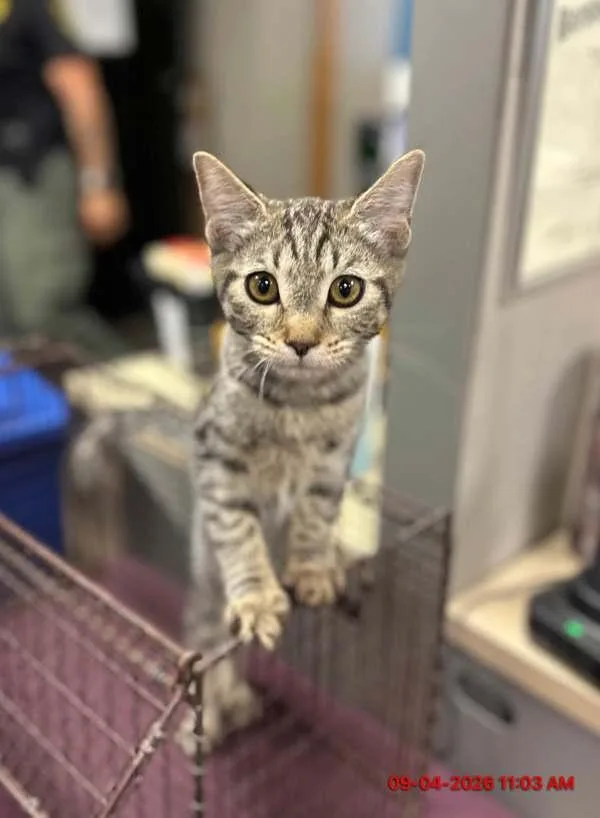 A young small-sized female Domestic Short Hair cat named Lumi for adoption in Victorville, CA