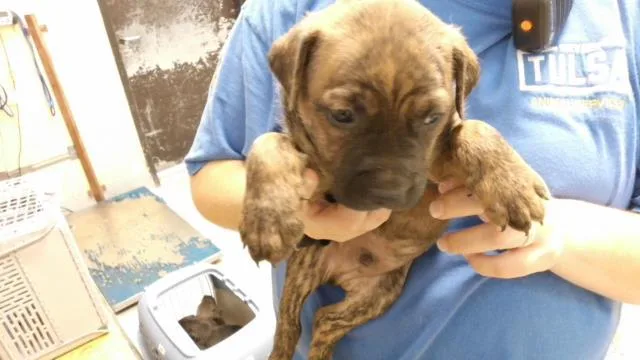 A baby small-sized male Labrador Retriever dog named Chili for adoption in Tulsa, OK