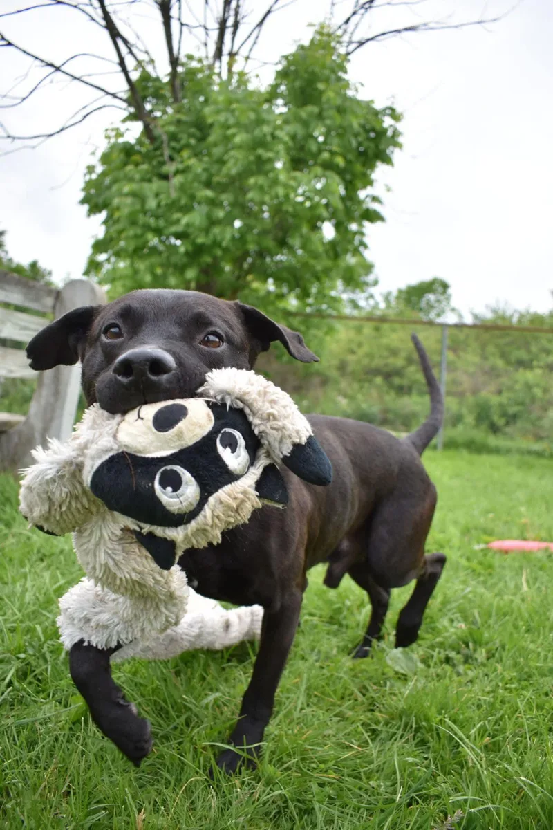 Run D.o.g. thumbnail 2