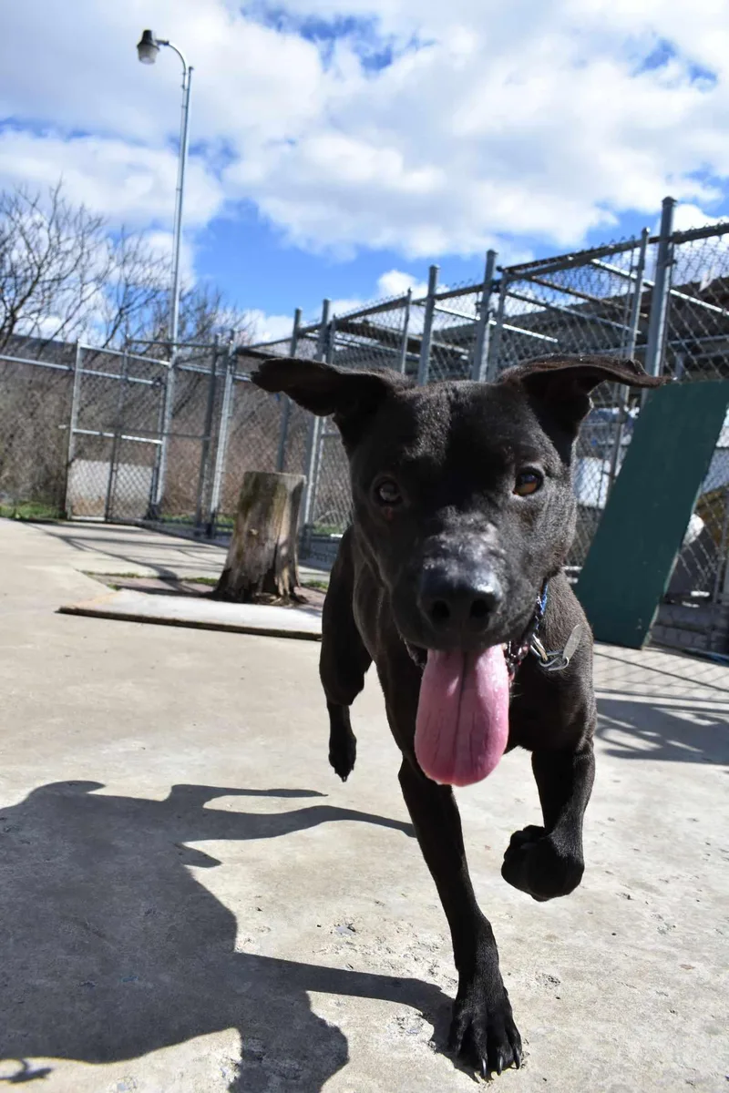 Run D.o.g. thumbnail 3