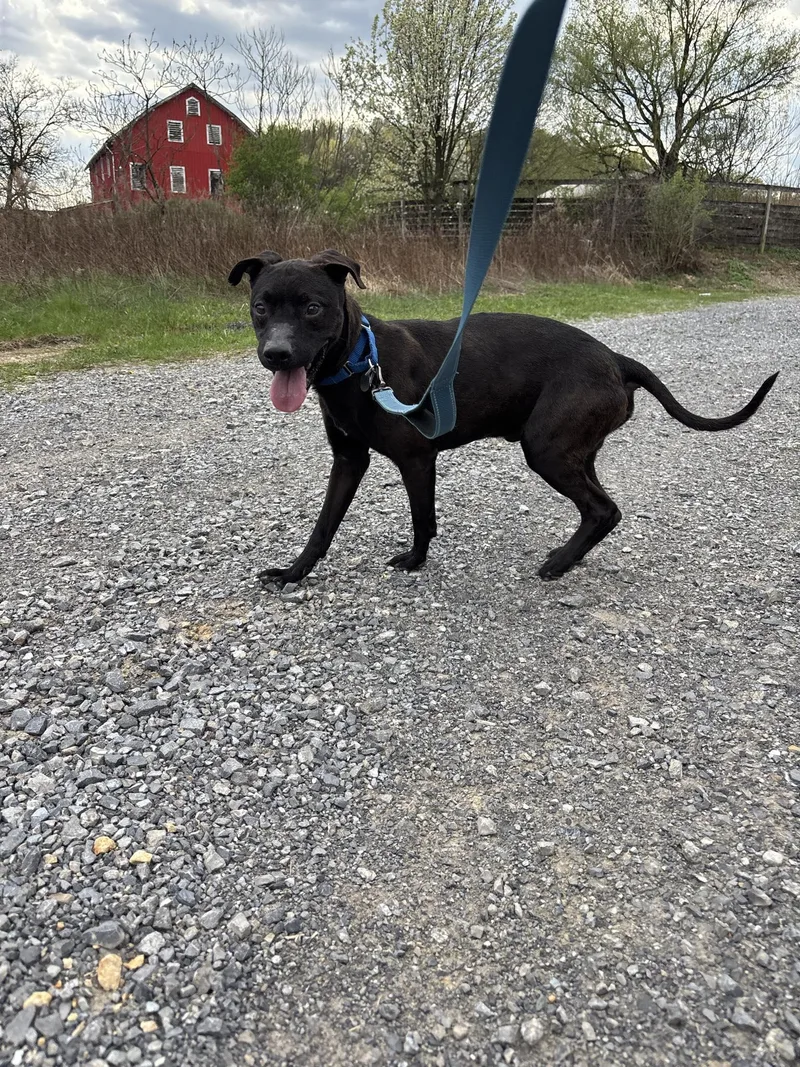 Run D.o.g. thumbnail 4