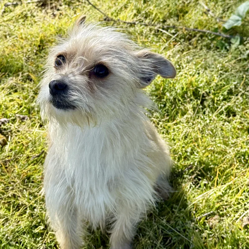 A young small-sized female Apricot / Beige Yorkshire Terrier dog named Dorothy for adoption in modesto, CA