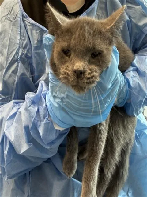 A young small-sized female Domestic Short Hair cat named Gravy for adoption in Loveland, CO
