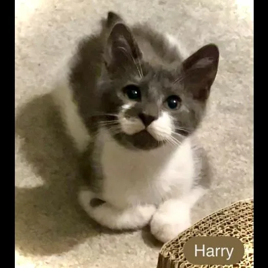 Harry thumbnail 2