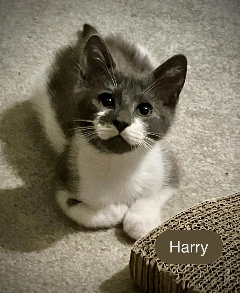Harry thumbnail 3