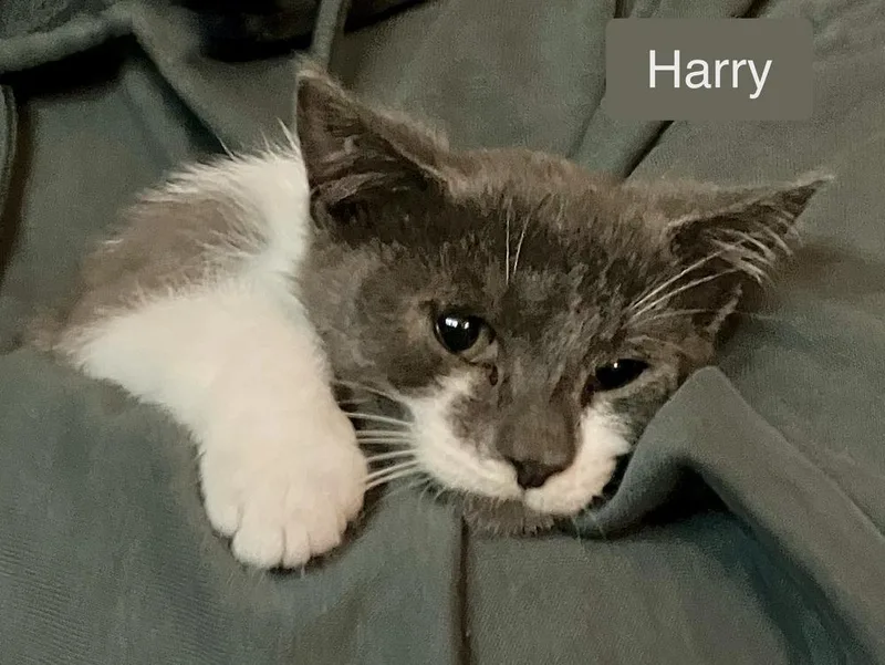 Harry thumbnail 4