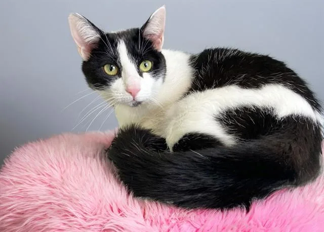 A young medium-sized female Domestic Short Hair cat named Misty for adoption in Fort Lauderdale, FL