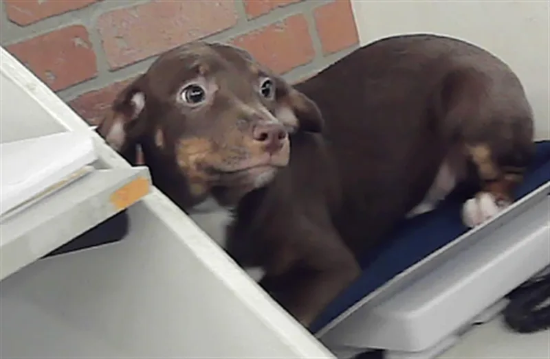 A baby small-sized male Chihuahua dog named A for adoption in Houston, TX