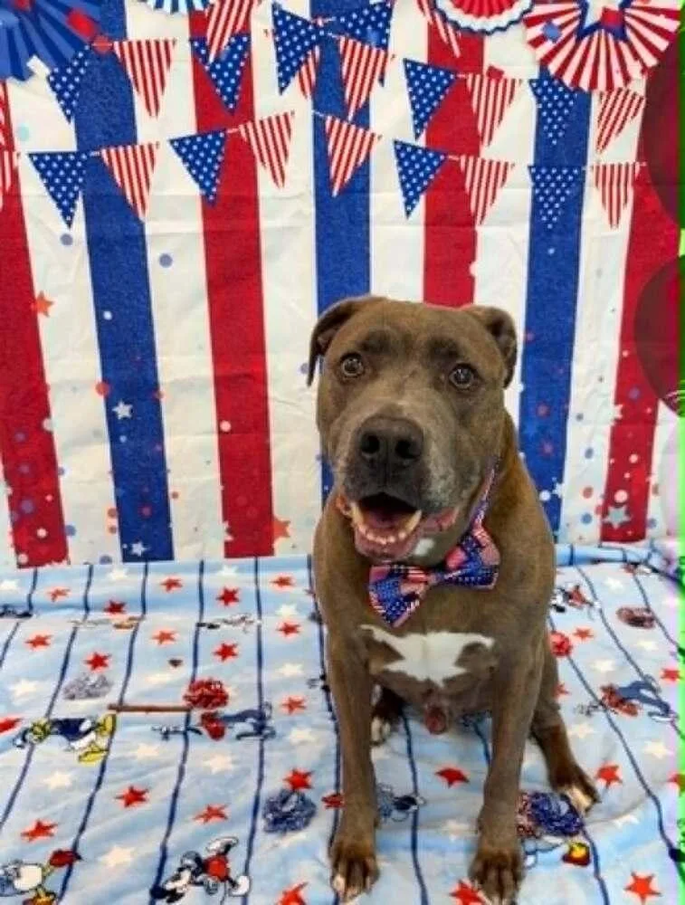 A senior large-sized male Gray / Blue / Silver Pit Bull Terrier dog named Mambo for adoption in Indianapolis, IN