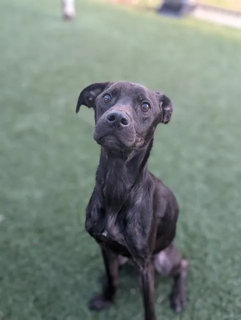 A young large-sized male Mixed Breed dog named Goblin for adoption in Dallas, TX