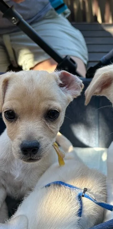 A baby small-sized female Mixed Breed dog named Indy for adoption in Van Nuys, CA