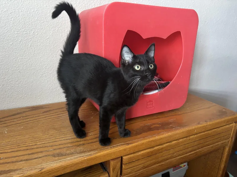 A baby medium-sized female Black Bombay cat named Black Jack for adoption in Laguna Niguel, CA