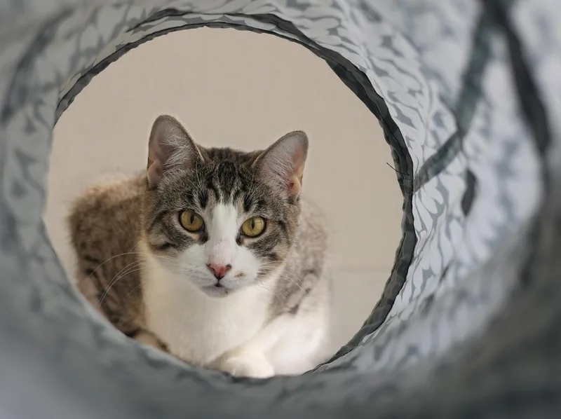 Mello Yello thumbnail 2