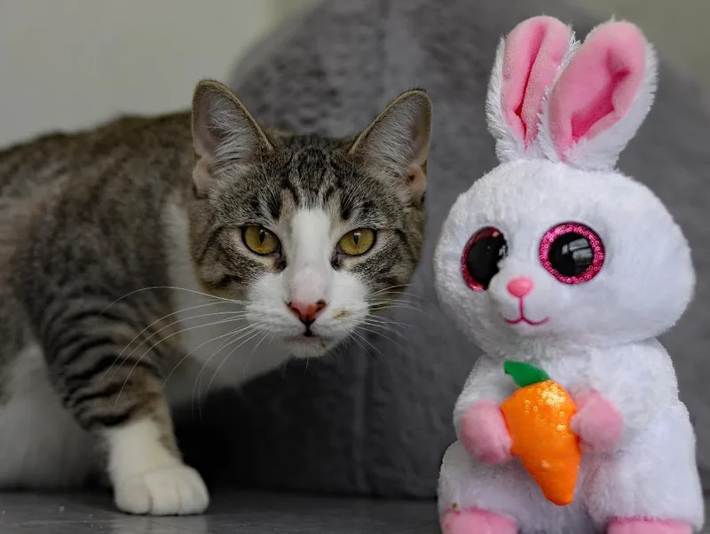 Mello Yello thumbnail 3