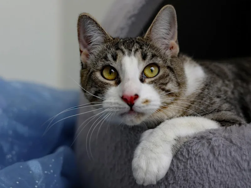 Mello Yello thumbnail 4