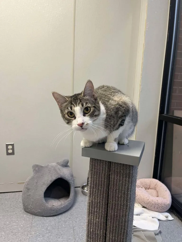 Mello Yello thumbnail 5