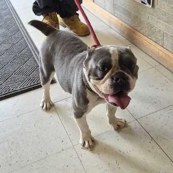 An adult medium-sized female Gray / Blue / Silver Mixed Breed dog named Goobin Around for adoption in Davenport, IA